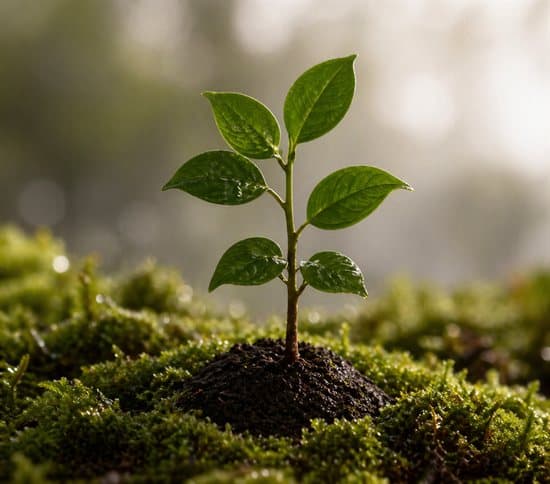 A young seedling growing in moss