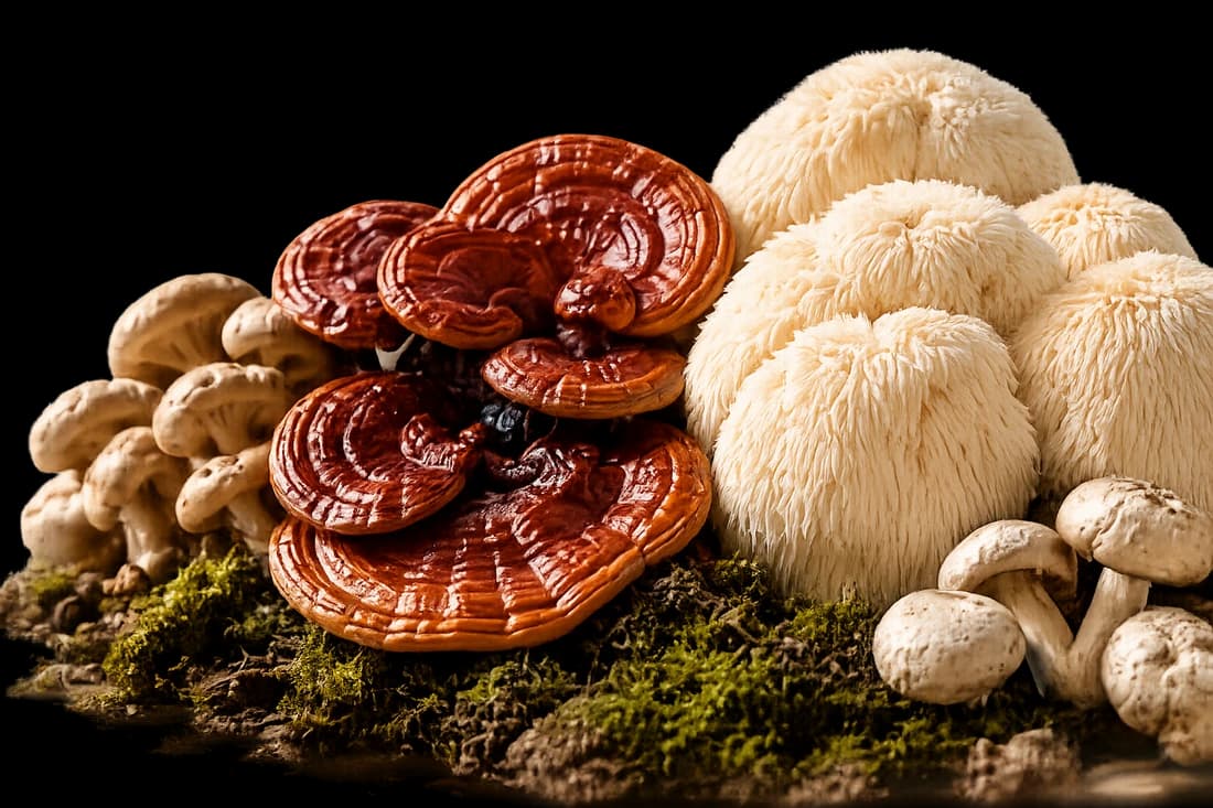 Reishi, Lion's Mane and other functional mushrooms arranged on moss