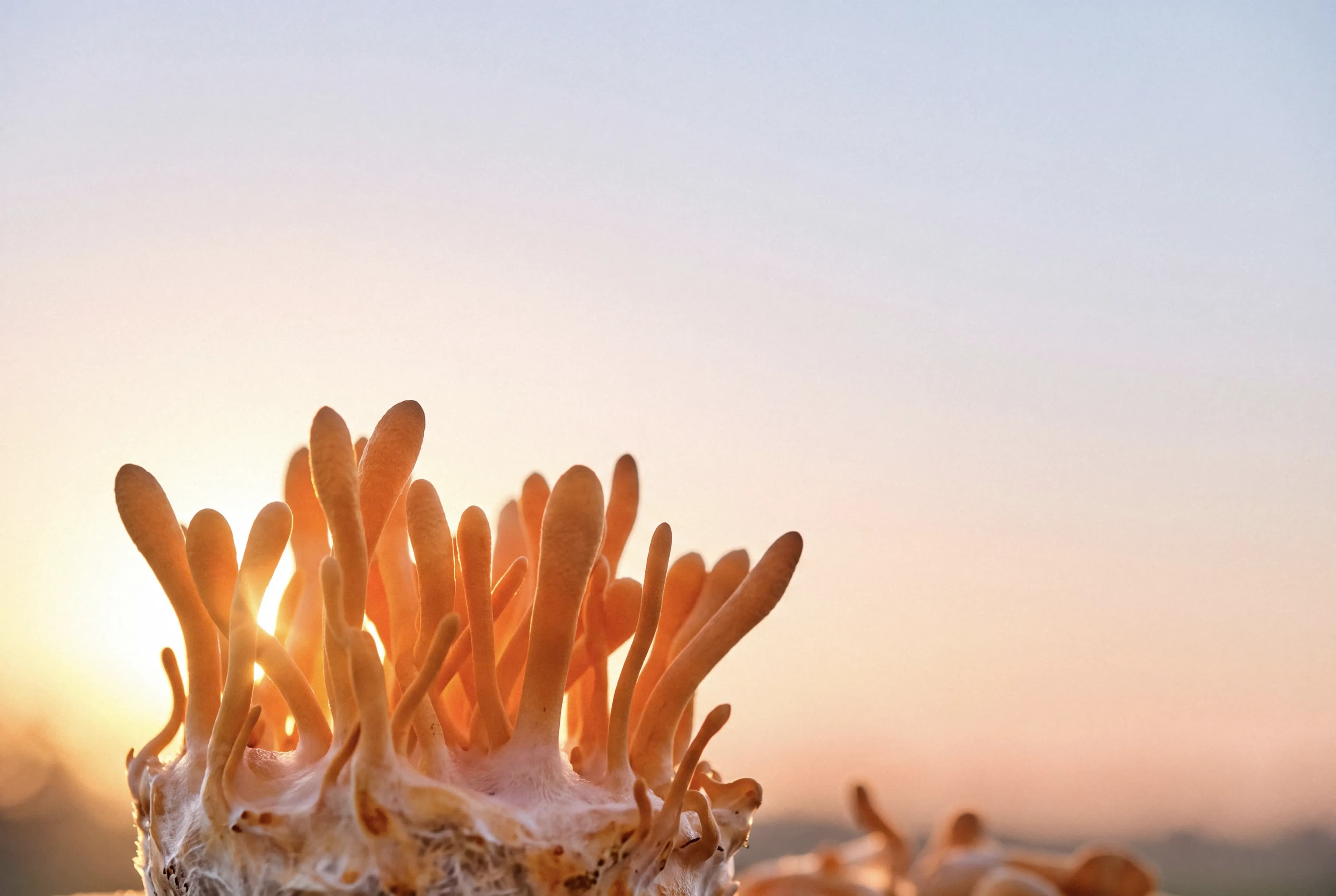 What Are the Benefits of Cordyceps?