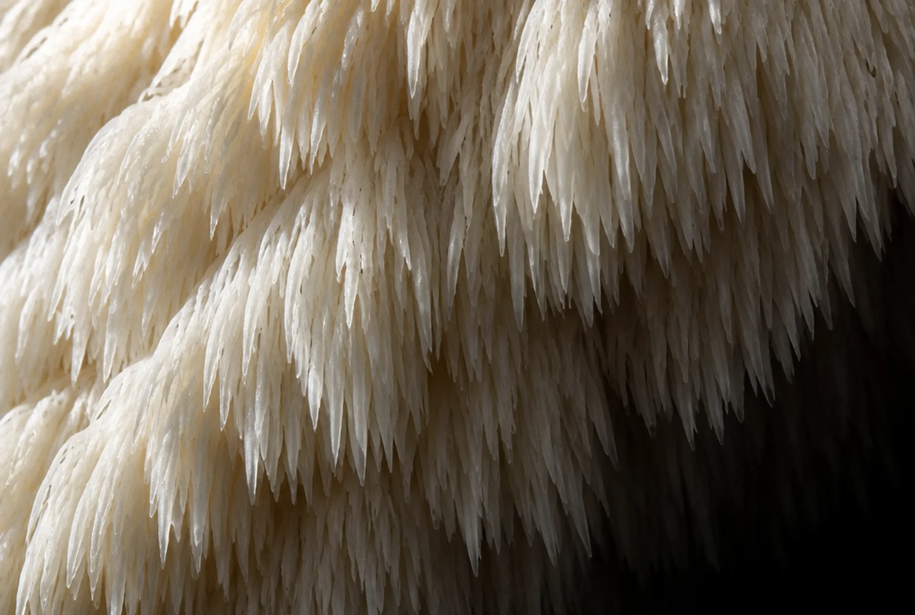 Is Lion's Mane Psychedelic? The Truth Explained