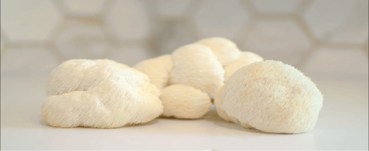 Is Lion's Mane Psychedelic? The Truth Explained