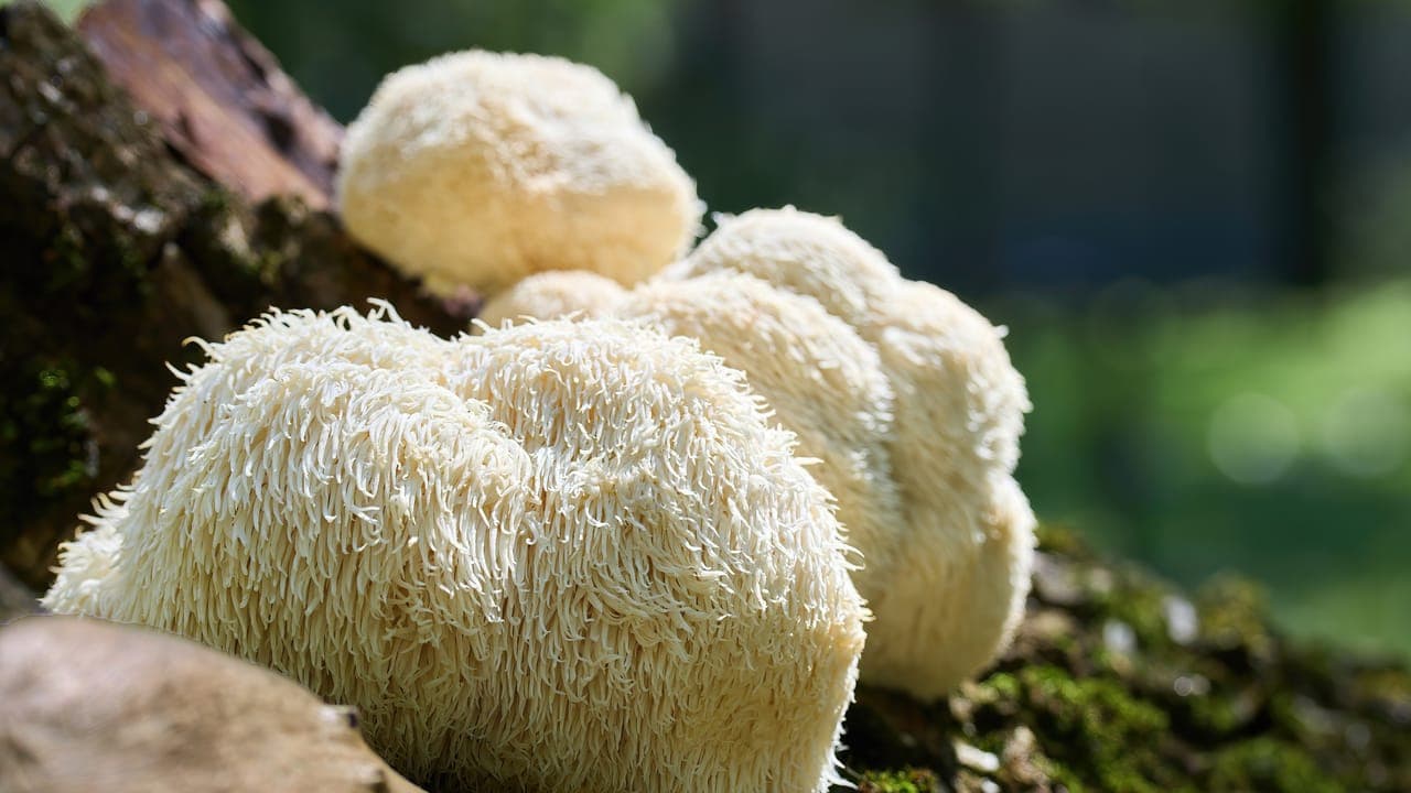 What is a Lion's Mane Mushroom?