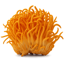 Cordyceps mushroom