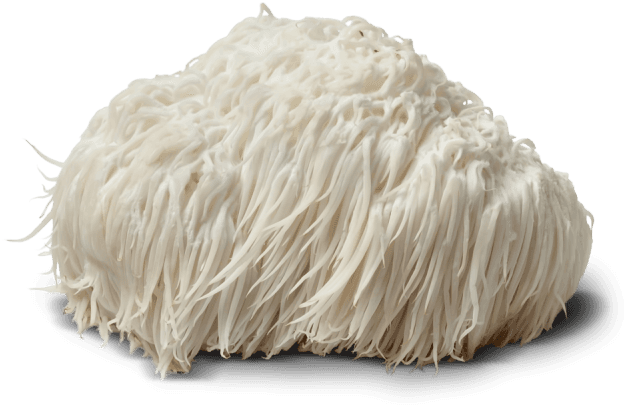 Lion's Mane mushroom