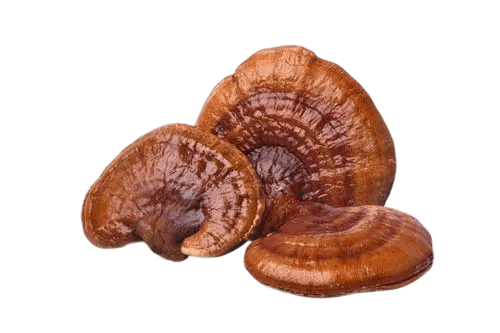 Reishi mushroom