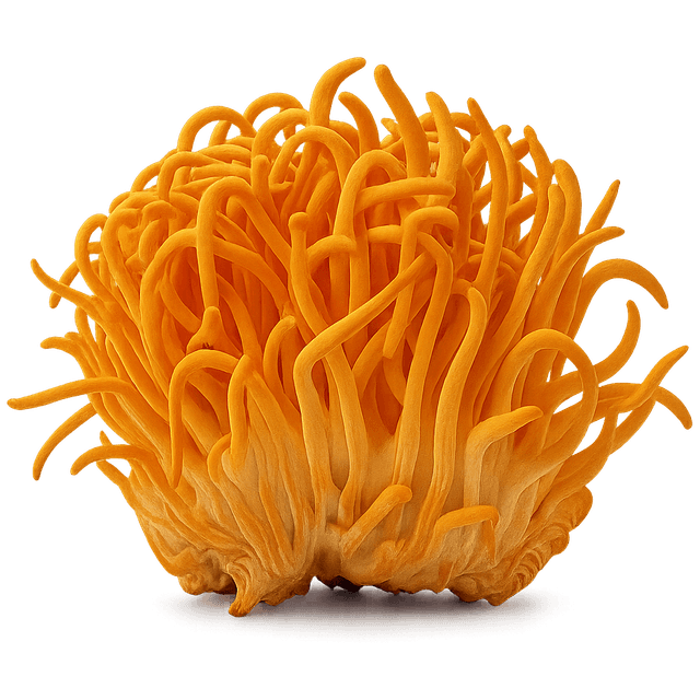 Cordyceps mushroom