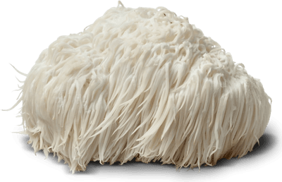 Lion's Mane mushroom