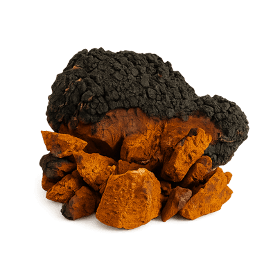 Chaga mushroom chunks