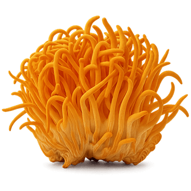 Dried cordyceps mushrooms