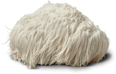 Fresh lion’s mane mushroom