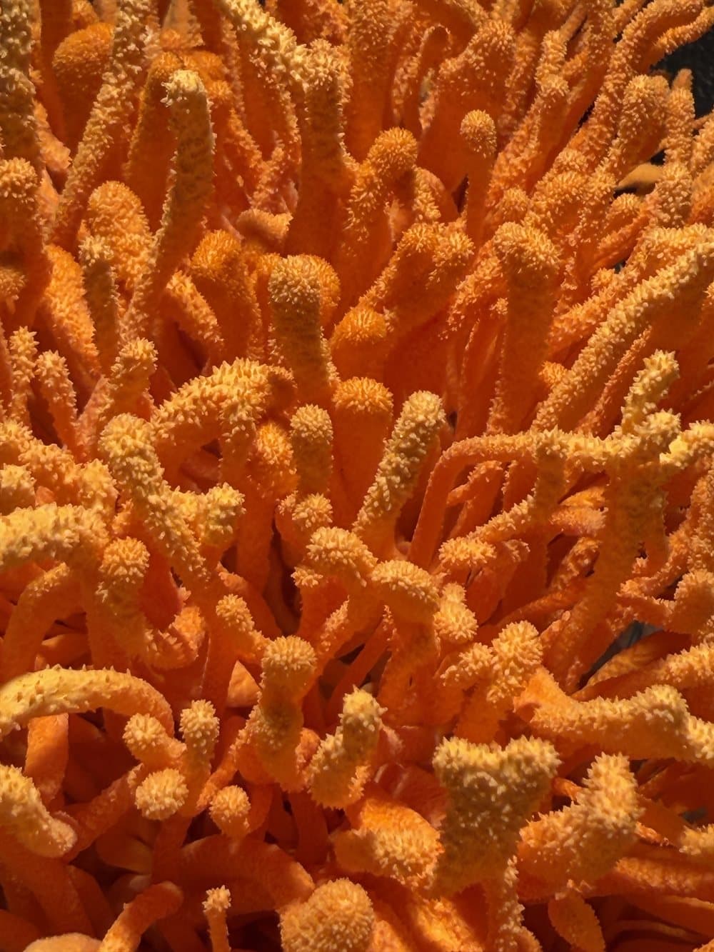 Dense cluster of bright orange Cordyceps militaris fruiting bodies