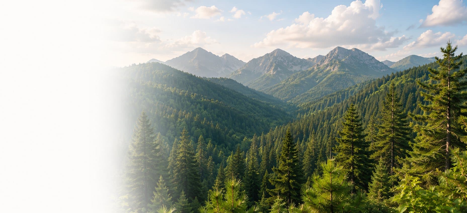 Mist drifting over an evergreen mountain forest