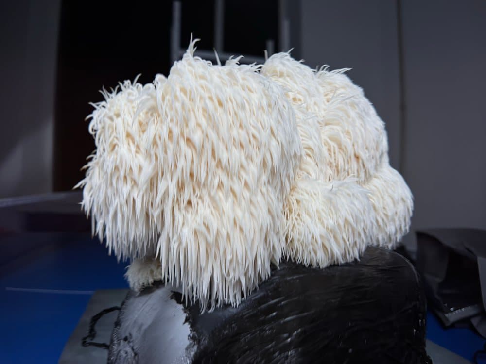 Cascading white Lion's Mane mushroom cultivated indoors