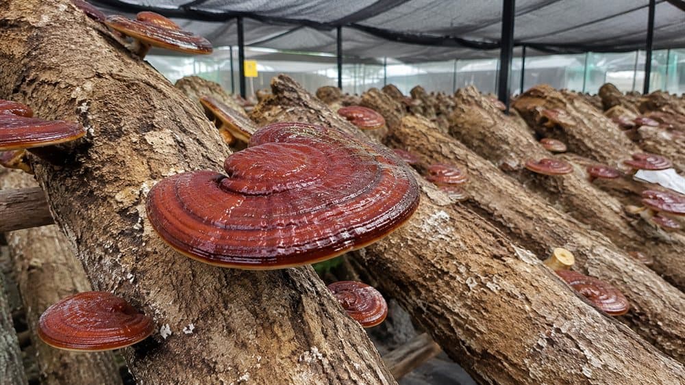 Glossy red Reishi caps growing on weathered Duanwood logs