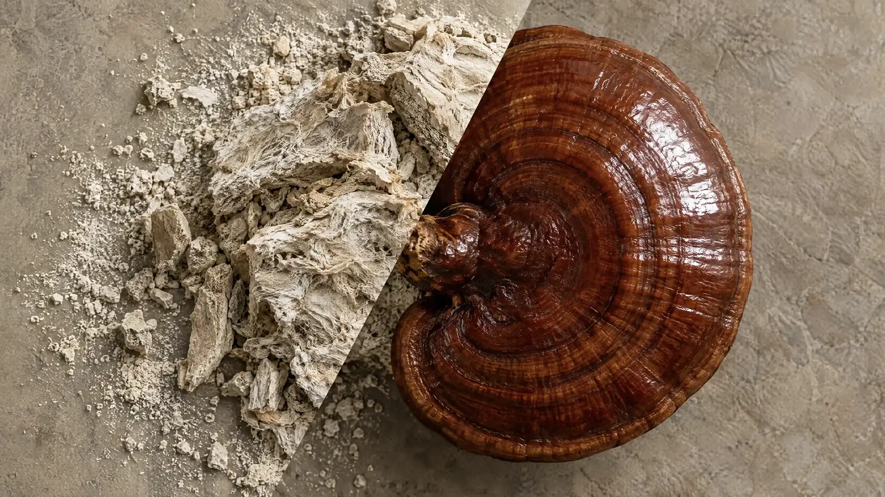 Split-image comparison of dried reishi mushroom powder beside the whole reishi mushroom it's made from