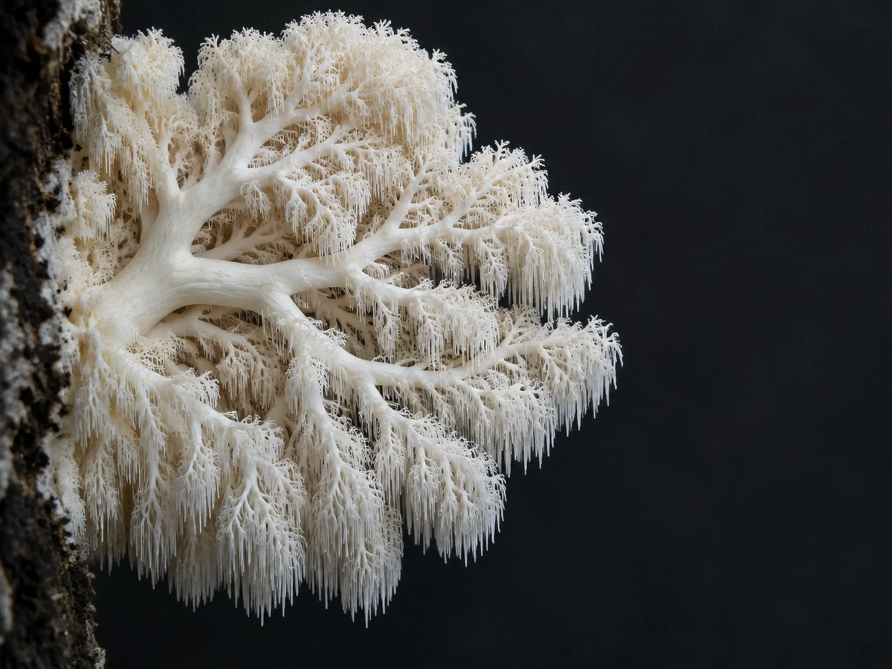 Lion's mane mushroom with cascading white spines growing on a tree trunk
