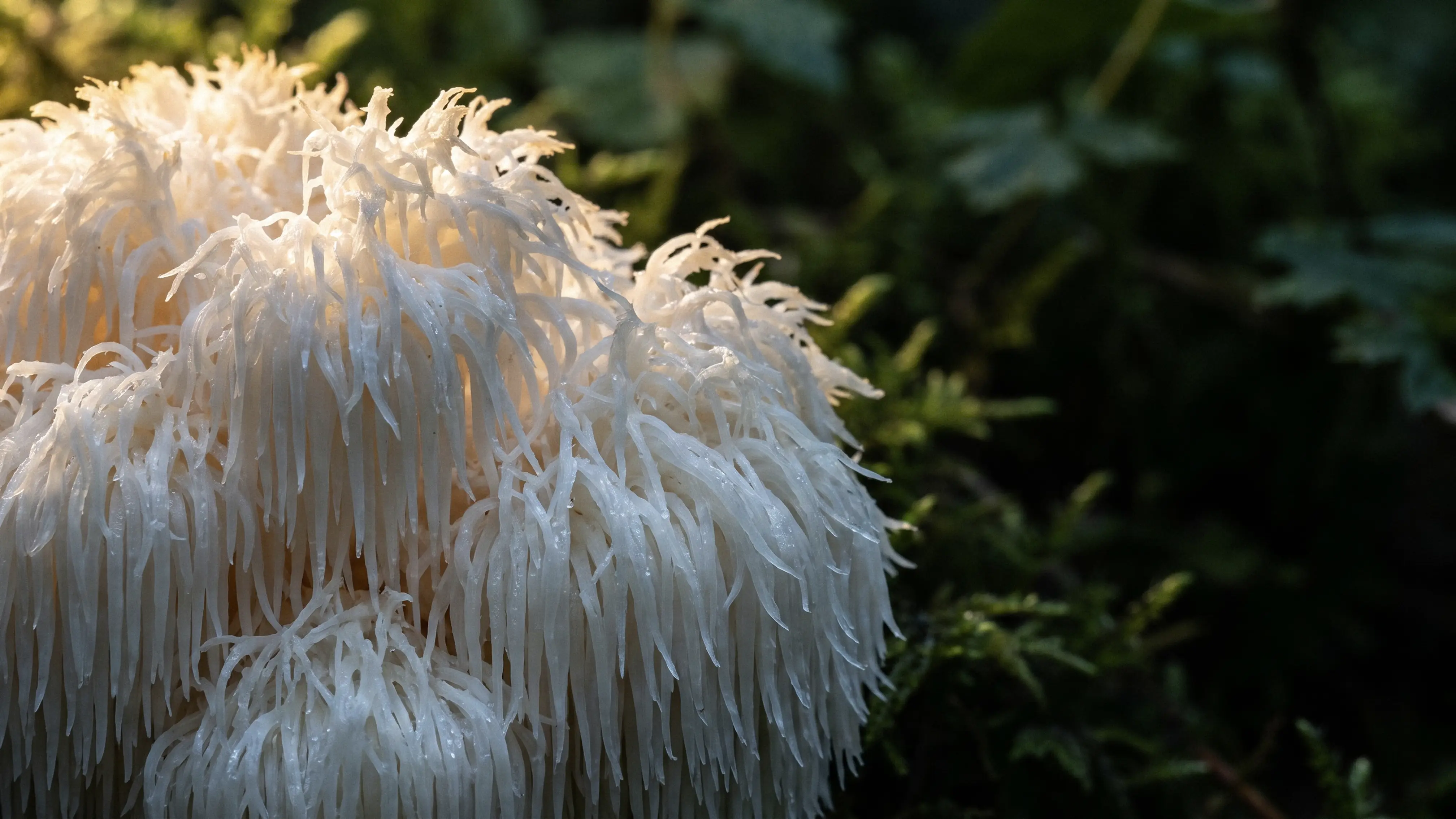 Lion's Mane Mushroom Growing in the Wild Forest
