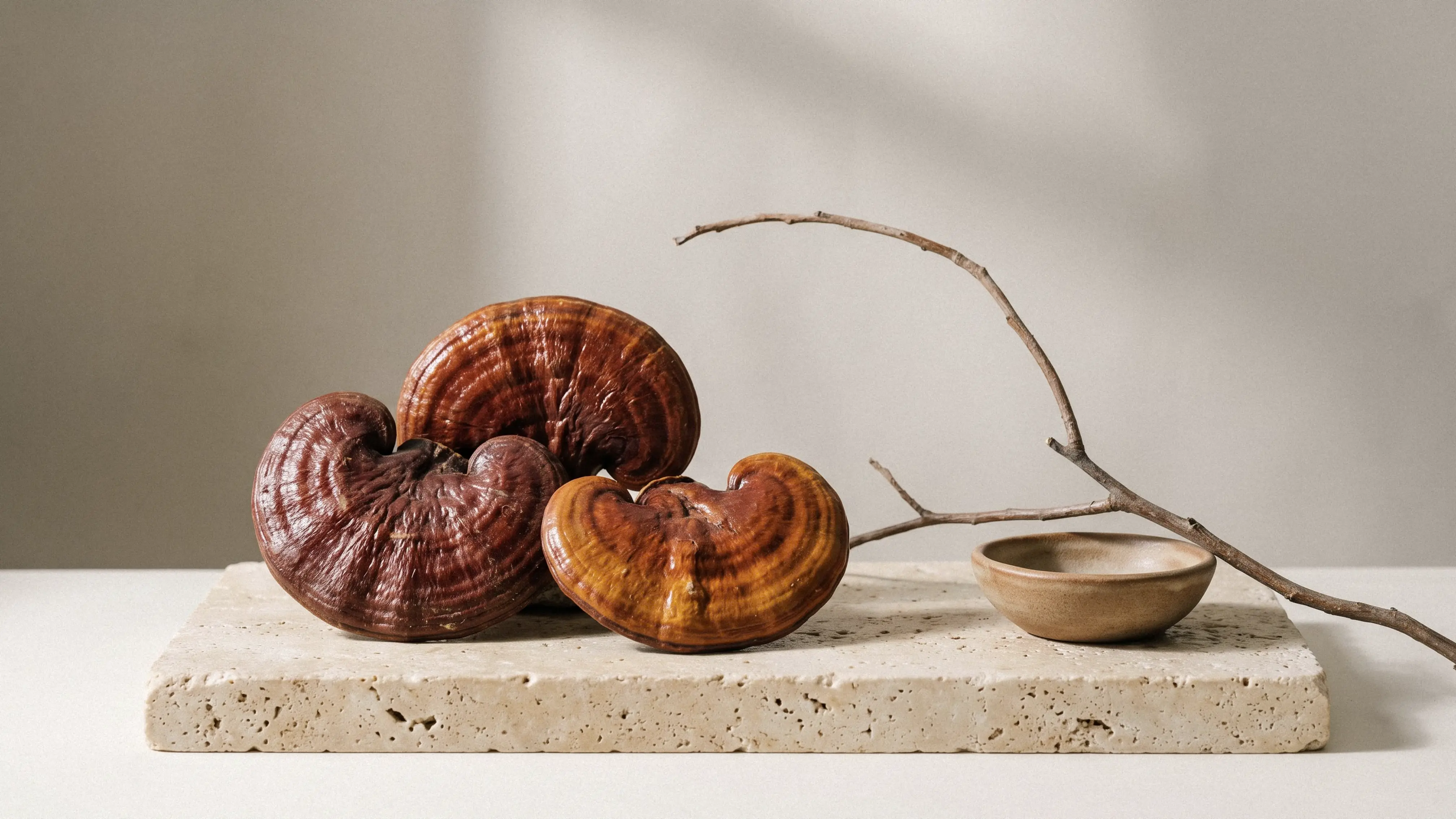 Reishi mushrooms arranged beside the Lucetic Reishi tincture