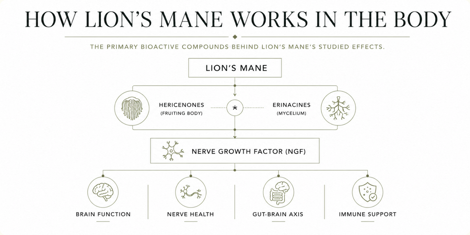 How Lion's Mane Works in the Body