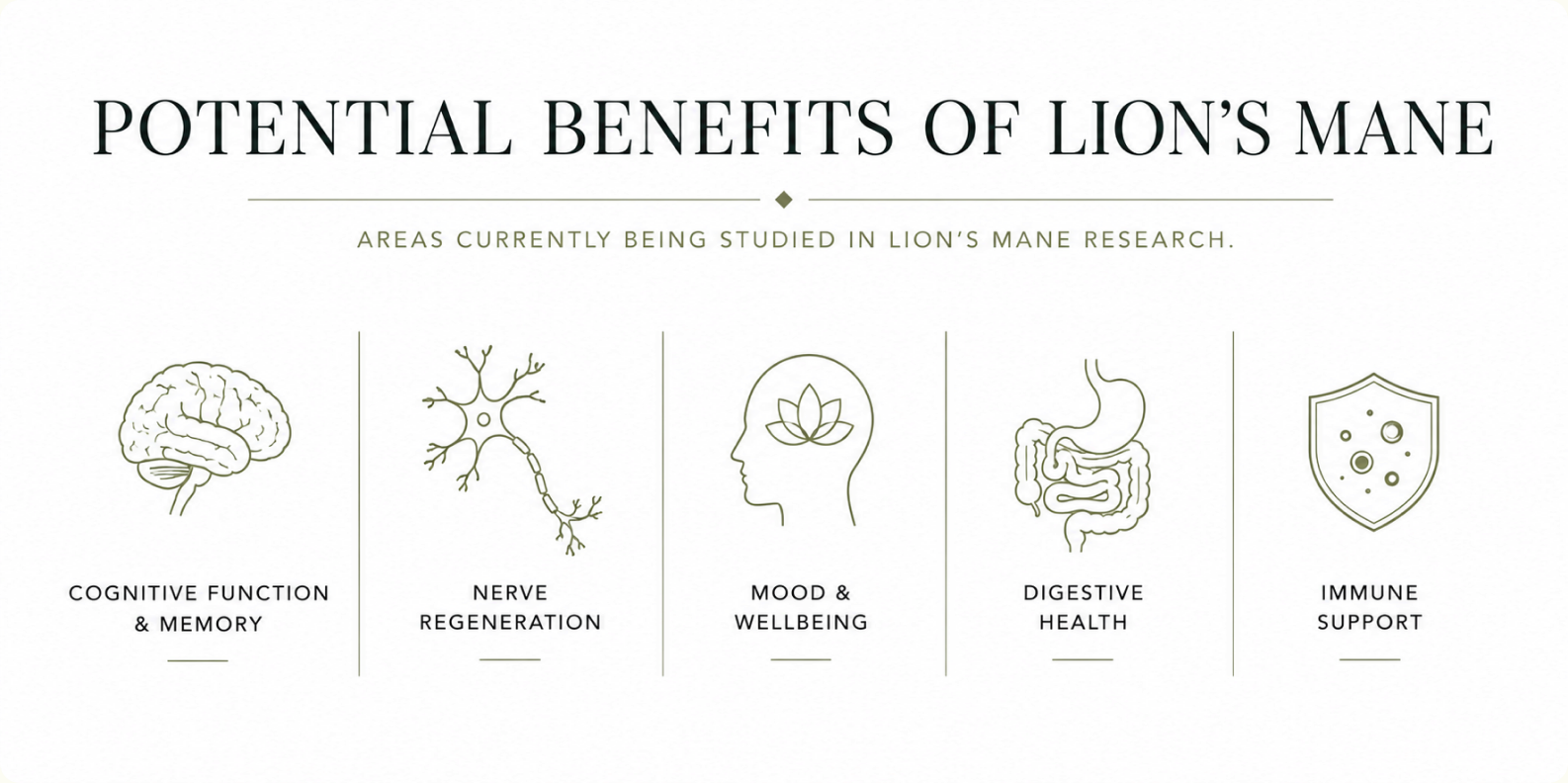 Potential Benefits of Lion's Mane