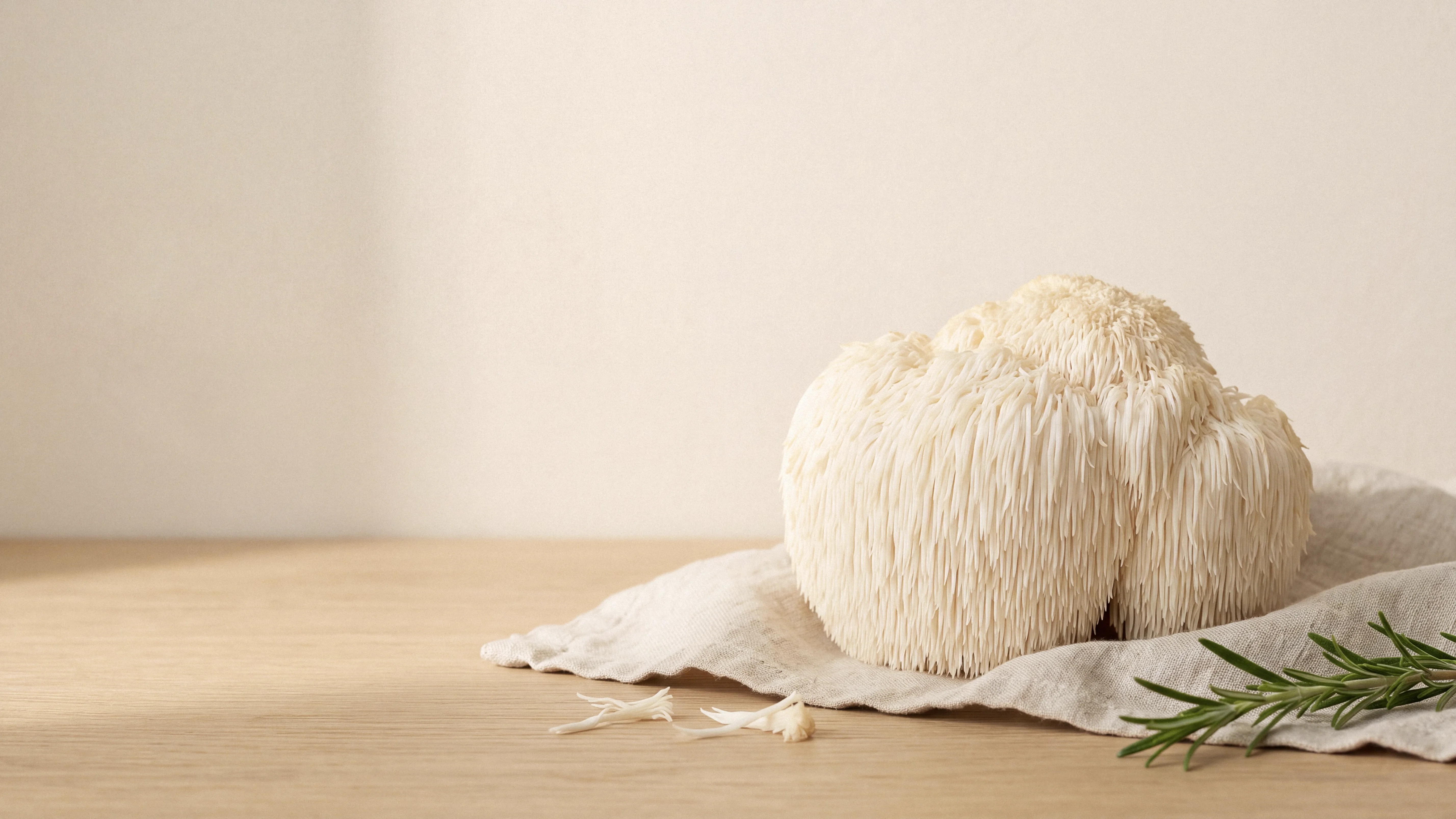 Fresh lion's mane mushroom on a white linen in a morning daylight